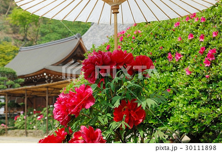 花、牡丹＠龍蓋寺（岡寺）、明日香村、奈良県 30111898