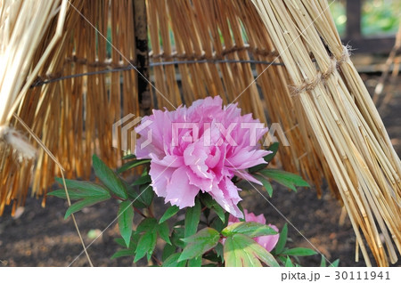 花、牡丹＠上野東照宮、東京都 30111941