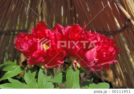 花、牡丹＠上野東照宮、東京都 30111951