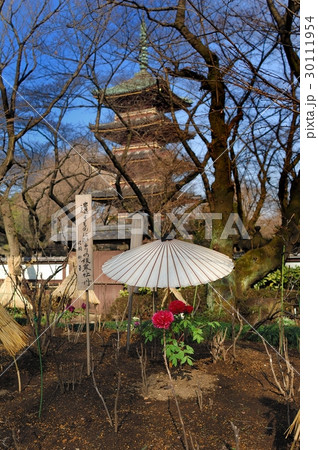 花、牡丹＠上野東照宮、東京都 30111954