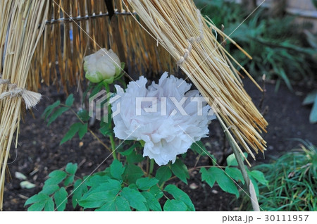 花、牡丹＠上野東照宮、東京都 30111957