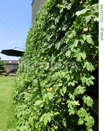 グリーンカーテン グリーンカーテン 30112266