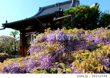 経王寺の藤の花(4月)東京都荒川区西日暮里 経王寺の藤の花(4月)東京都荒川区西日暮里 30112548