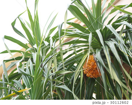 沖縄 アダンの木 沖縄 アダンの木 30112602