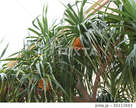 沖縄　アダンの木 30112603