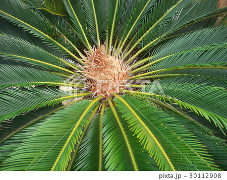 沖縄 ソテツ 沖縄 ソテツ 30112908