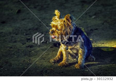 犬 狗 わんこ 30112932