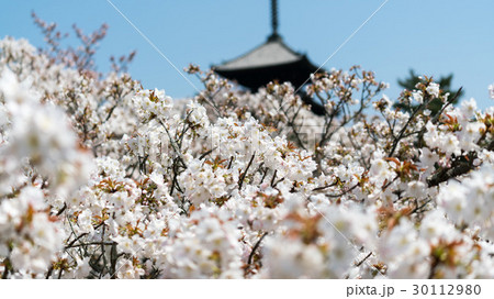 仁和寺の御室桜 30112980
