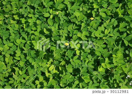 green leaves background 30112981