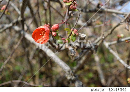 ボケ(木瓜) ボケ(木瓜) 30113545