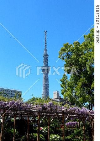 亀戸天神の藤の花と 東京スカイツリー 4月 東京都江東区亀戸の写真素材