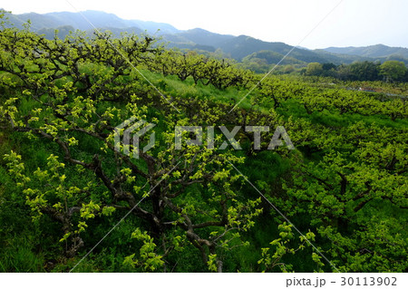 朝日をあびる柿の新芽（奈良県天理市） 30113902