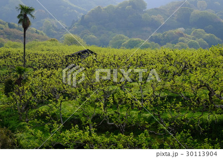 朝日をあびる柿の新芽(奈良県天理市) 朝日をあびる柿の新芽(奈良県天理市) 30113904