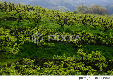 朝日をあびる柿の新芽(奈良県天理市) 朝日をあびる柿の新芽(奈良県天理市) 30113908
