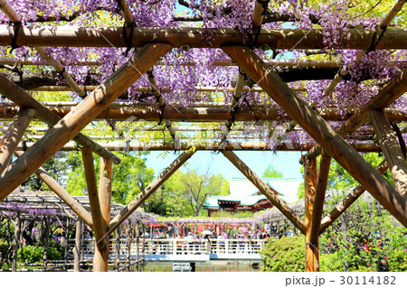 亀戸天神の藤棚（4月）東京都江東区亀戸 30114182