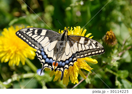 キアゲハ キアゲハ 30114225