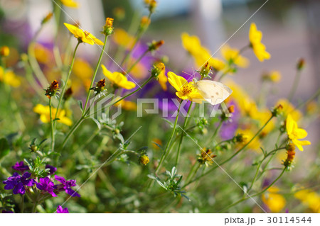 Summer background with flowers and butterfly 30114544