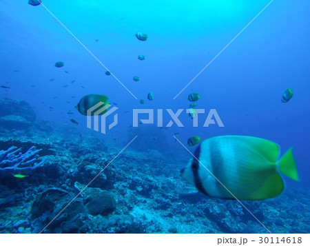 海の楽園 30114618