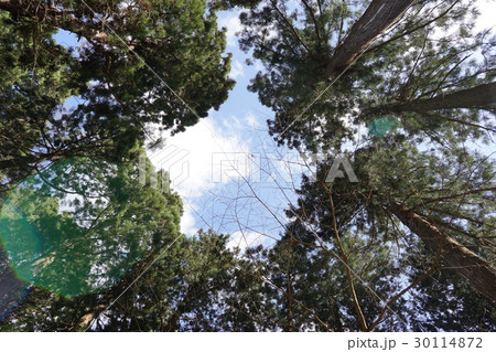 そびえ立つ木々 30114872