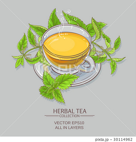 nettle tea illustration 30114962