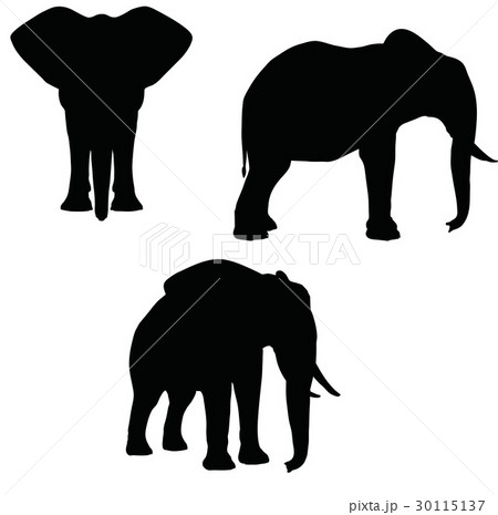 animal of elephant  white background 30115137