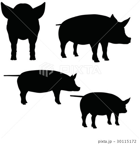 pig on white background 30115172