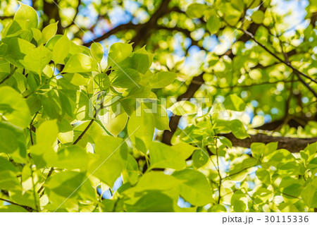 【東京都】緑化イメージ 30115336