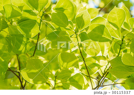 【東京都】緑化イメージ 30115337