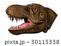 ティラノサウルス「スタン」頭部　横 30115338