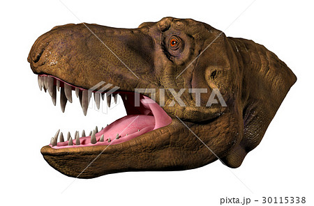ティラノサウルス「スタン」頭部　横 30115338