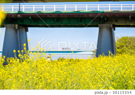 河川敷の菜の花 河川敷の菜の花 30115354