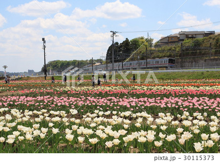 チューリップ畑のある街 30115373