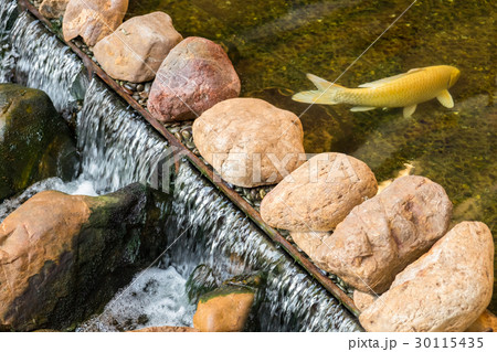 Carp or Koi fish in a natural stone pond 30115435