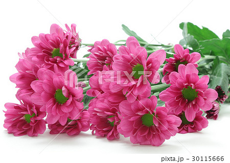 赤紫色のスプレーマム 赤紫色のスプレーマム 30115666