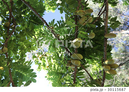 Moreton bay chestnut　ジャックと豆の木　 30115687