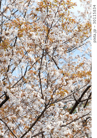 sakura flowers sakura flowers 30115834