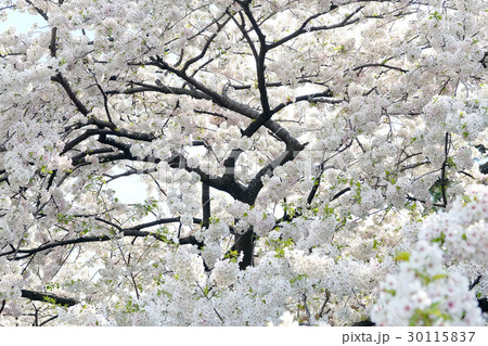 sakura flowers sakura flowers 30115837