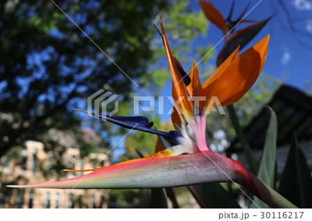 バードオブパラダイス　－　極楽鳥花 30116217