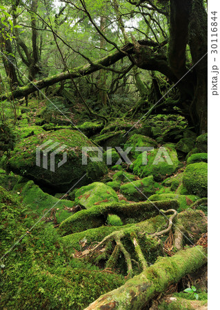 屋久島　白谷雲水峡の苔むす森(旧もののけの森)　春 30116844