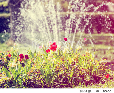 Beautiful tulips and fountain, retro photo filter 30116922