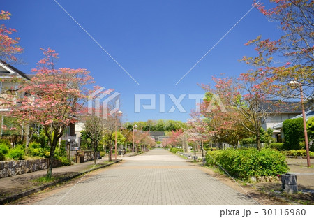 ハナミズキの町４ 30116980