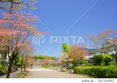 ハナミズキの町２ 30116982