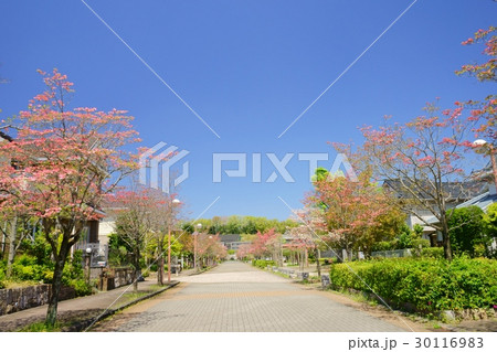 ハナミズキの町１ 30116983