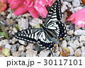 アゲハチョウ 30117101