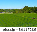 初夏の麦畑 30117286