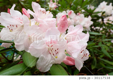 花 花 30117538