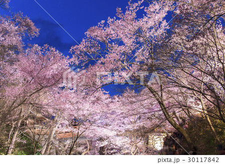 長野県伊那市 高遠城址公園の桜のライトアップ 高遠の桜 日本三大桜名所 の写真素材