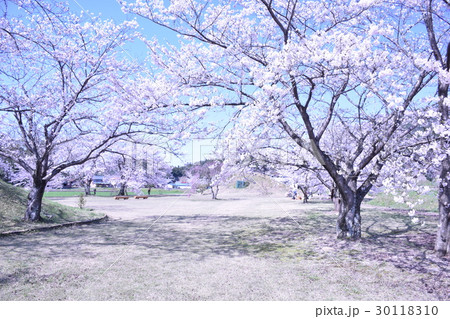 依智秦氏の里古墳公園の桜 30118310