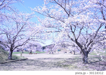 依智秦氏の里古墳公園の桜 30118312