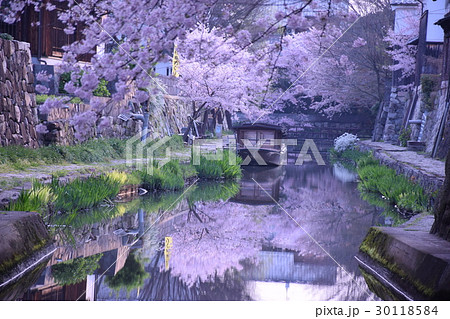 朝の八幡掘、船と満開の桜 30118584